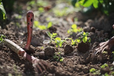 Eller yere iniş için küçük Fideler