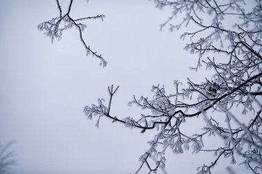 Kış orman manzarası. Kar altında uzun ağaçlar. Ocak 1
