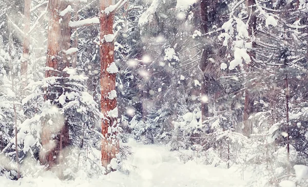 Winterbos landschap. Hoge bomen onder sneeuw. januari — Stockfoto