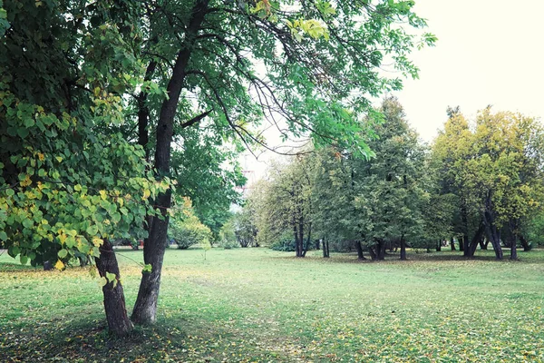 Luminosi Verdi Primaverili All Alba Nella Foresta Natura Prende Vita — Foto Stock