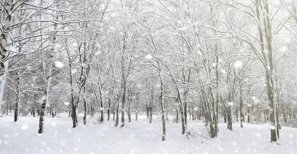 Zimowy park pod śniegiem. Burza śnieżna w parku miejskim. Park f — Zdjęcie stockowe