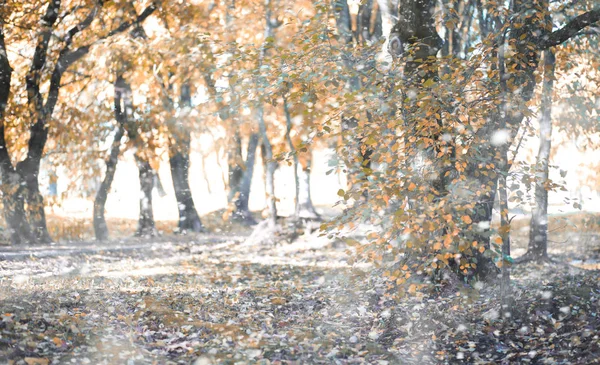 Herfstpark in de eerste sneeuw — Stockfoto