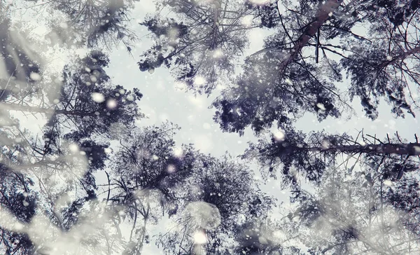 겨울 숲 풍경. 눈덮인 높은 나무들. 1 월 FR — 스톡 사진