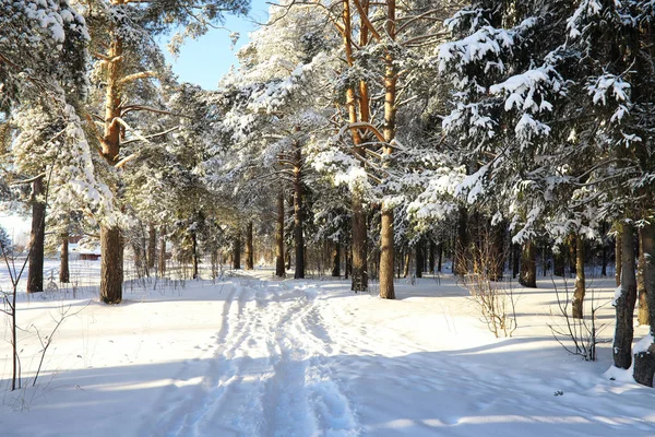 Kiefernwald nach schwerem Schneesturm an sonnigem Wintertag — Stockfoto