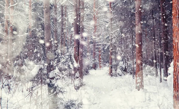 冬の森の風景。雪に覆われた背の高い木。１月 — ストック写真