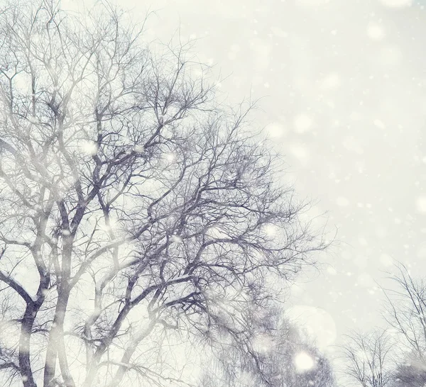 冬の森の風景。雪に覆われた背の高い木。１月 — ストック写真