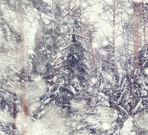 冬の森の風景。雪に覆われた背の高い木。１月 — ストック写真