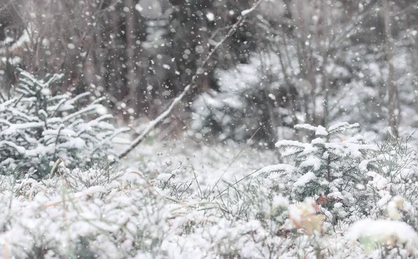 Bosque de invierno. Paisaje de bosque de invierno en un día soleado. Nieve-c — Foto de Stock