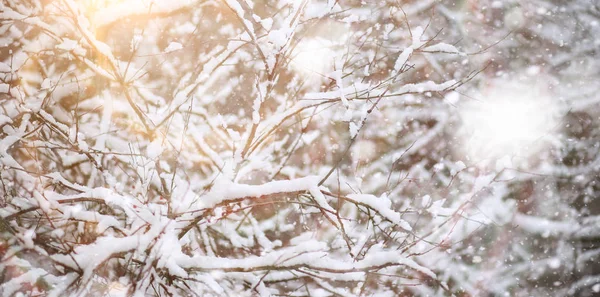 Winter Park. Krajina za sněhového počasí. Leden. — Stock fotografie