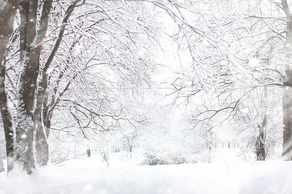 Paesaggio invernale. Foresta sotto la neve. Inverno nel parco . — Foto Stock