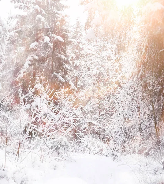 Zimowy krajobraz. Las pod śniegiem. Zima w parku. — Zdjęcie stockowe