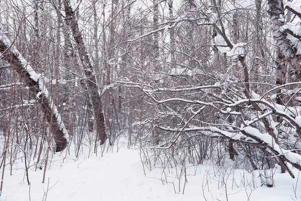 Зимовий лісовий краєвид. Високі дерева під сніговим покривом. січня о — стокове фото