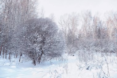 Kış orman manzarası. Kar altında uzun ağaçlar. Ocak 1