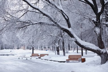 Kış orman manzarası. Kar altında uzun ağaçlar. Ocak 1