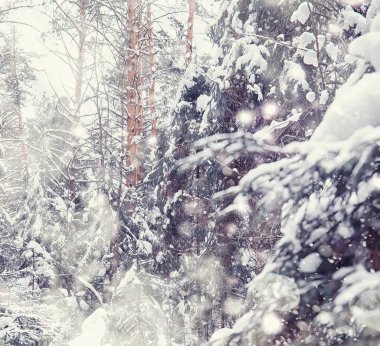 Kış orman manzarası. Kar altında uzun ağaçlar. Ocak 1