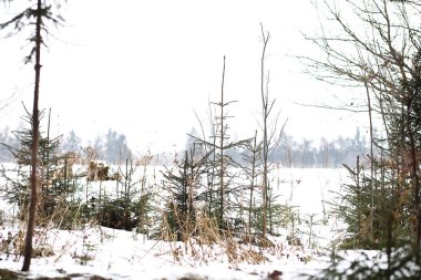 Kırsal alanların ve yolların kış manzarası