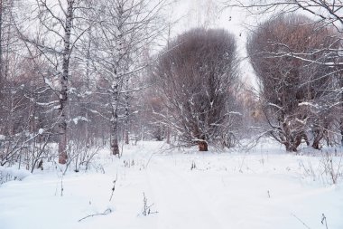 Kış orman manzarası. Kar altında uzun ağaçlar. Ocak 1