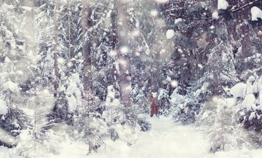 Kış orman manzarası. Kar altında uzun ağaçlar. Ocak 1