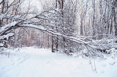 Kış orman manzarası. Kar altında uzun ağaçlar. Ocak 1