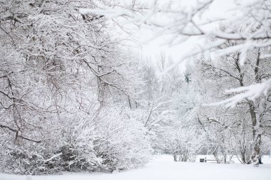 Kış manzarası. Karların altındaki orman. Parkta kış.