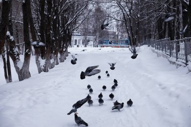 Kış orman manzarası. Kar altında uzun ağaçlar. Ocak 1