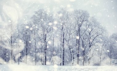 Kış orman manzarası. Kar altında uzun ağaçlar. Ocak 1