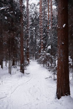 Kış orman manzarası. Kar altında uzun ağaçlar. Ocak 1
