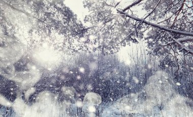 Kış orman manzarası. Kar altında uzun ağaçlar. Ocak 1