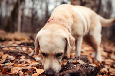 Bir yürüyüş ve sonbaharında genç kız