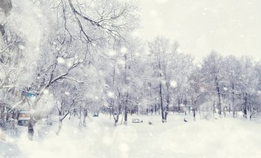 Kış orman manzarası. Kar altında uzun ağaçlar. Ocak 1