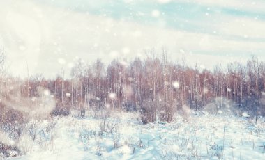 Kış orman manzarası. Kar altında uzun ağaçlar. Ocak 1