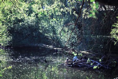 Parlak bahar, şafakta ormanda yeşilleniyor. Doğa ilkbaharın başlarında canlanır..