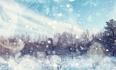 Kış orman manzarası. Kar altında uzun ağaçlar. Ocak 1