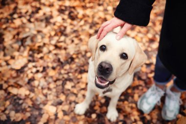 Bir yürüyüş ve sonbaharında genç kız