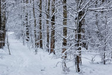 Kış ormanı karla kaplı