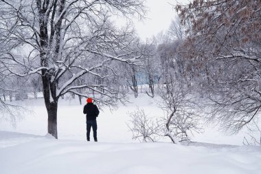 Kış orman manzarası. Kar altında uzun ağaçlar. Ocak 1