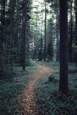 Parlak bahar, şafakta ormanda yeşilleniyor. Doğa ilkbaharın başlarında canlanır..
