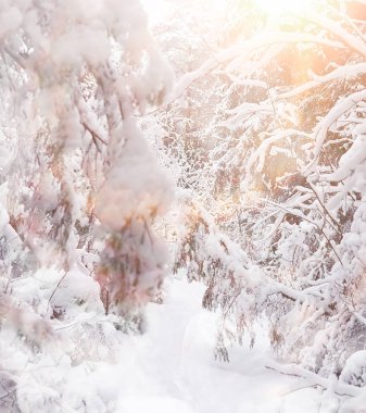 Kış manzarası. Karların altındaki orman. Parkta kış.