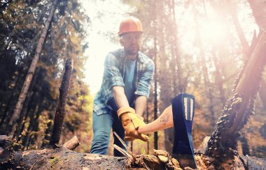 Male worker with an ax chopping a tree in the forest.