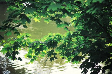 Parlak bahar, şafakta ormanda yeşilleniyor. Doğa ilkbaharın başlarında canlanır..