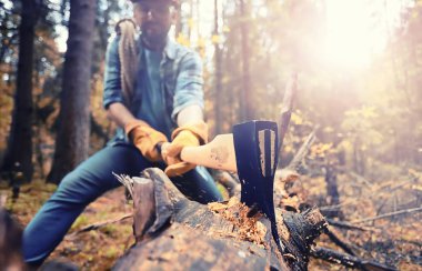 Male worker with an ax chopping a tree in the forest.