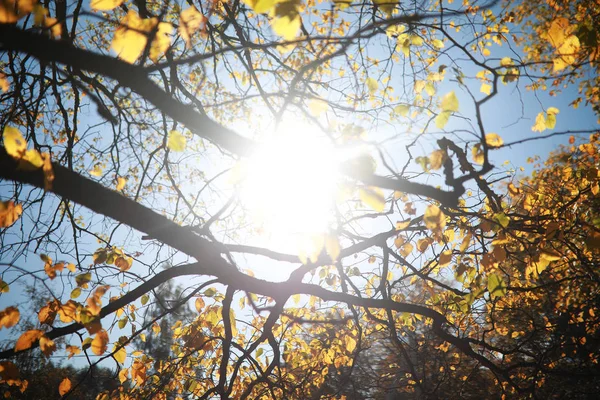 Achtergrond van de herfst in het park — Stockfoto