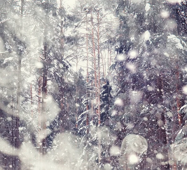 Winterbos landschap. Hoge bomen onder sneeuw. januari — Stockfoto