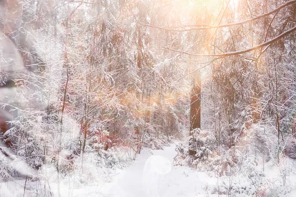 Vinterlandskap. Skog under snön. Vinter i parken. — Stockfoto