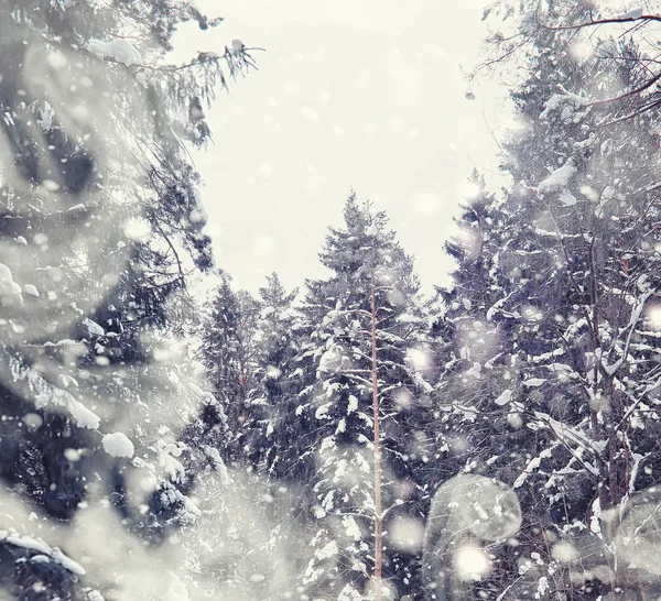 Téli erdős táj. Magas fák hótakaró alatt. Január fr — Stock Fotó