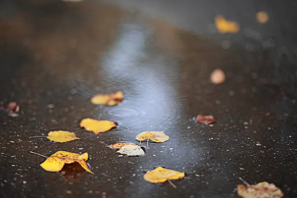 Lluvia de otoño en el parque — Foto de Stock