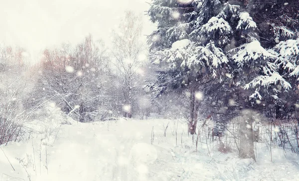 Vinterskogens landskap. Höga träd under snötäcket. Januari fr — Stockfoto