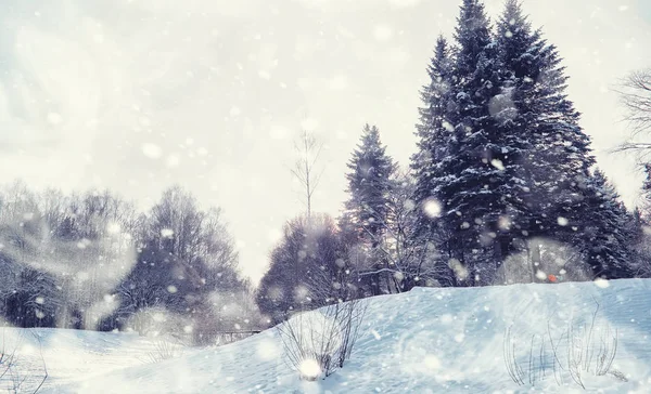 Winter forest landscape. Tall trees under snow cover. January fr