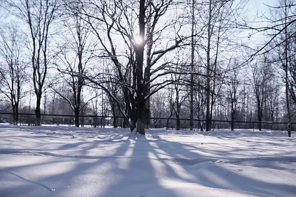 Winter forest landscape. Tall trees under snow cover. January fr — Stock Photo, Image