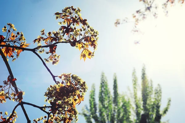 Heldere Lentegroenen Bij Dageraad Het Bos Natuur Komt Tot Leven — Stockfoto